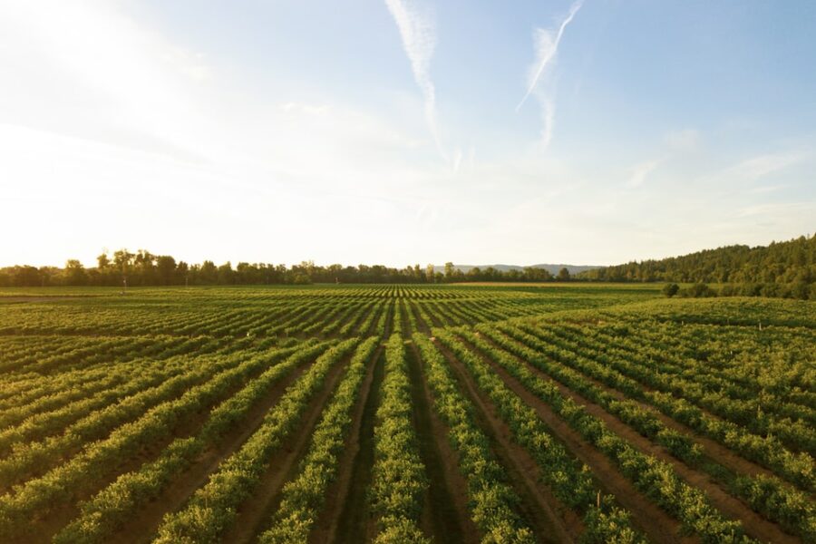 farm